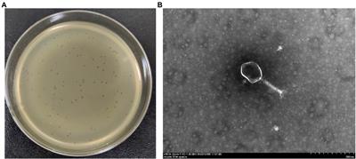 Characterization of a lytic Escherichia coli phage CE1 and its potential use in therapy against avian pathogenic Escherichia coli infections